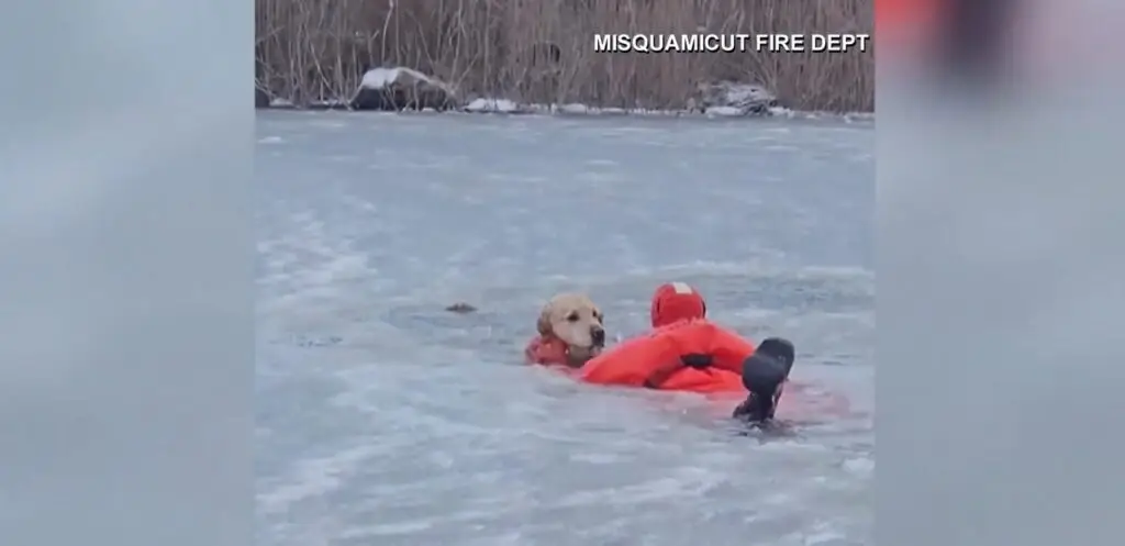 Aventura înfricoșătoare a unui golden retriever năzdrăvan - Familie fericită