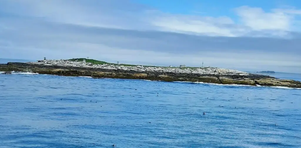 Cum au salvat oamenii de știință o colonie de puffini - Familie fericită