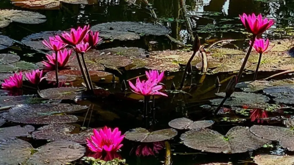 Cum cultivăm compasiunea în familie și în lume - Familie fericită