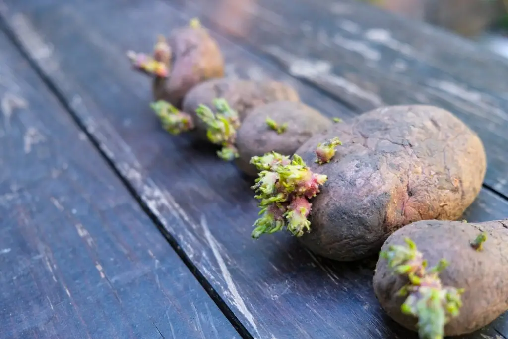 Cum păstrezi cartofii proaspeți până la 6 luni fără să încolțească - Corp sănătos