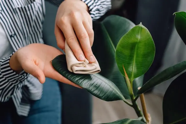Cum să cureți frunzele plantelor ca să strălucească natural