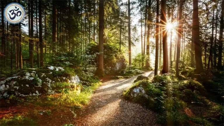 Muzica pădurii pentru meditație profundă și somn odihnitor