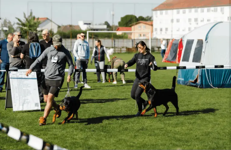 Satu Mare Dog Show 2026: weekend dedicat iubitorilor de câini