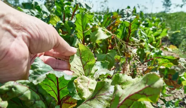 Leguma verde care îți relaxează vasele de sânge natural