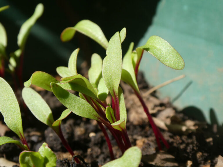 Sfecla roșie în ghiveci: leguma pe care o cultivi ușor pe balcon