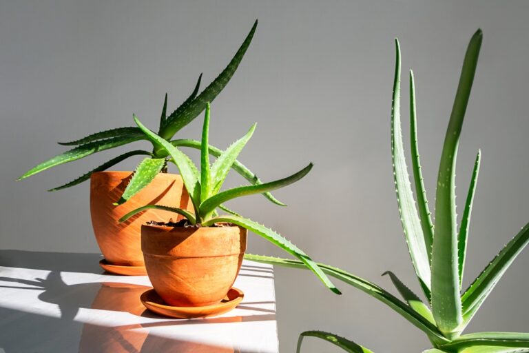 Cât de des trebuie udată aloe vera ca să nu o omori