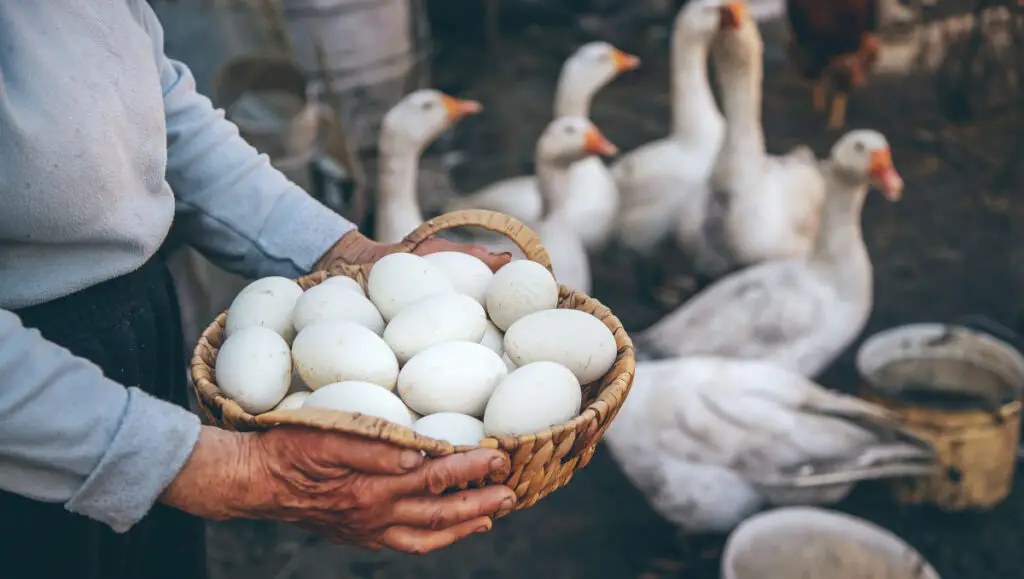 Cât timp se fierbe un ou de gâscă? - Corp sănătos
