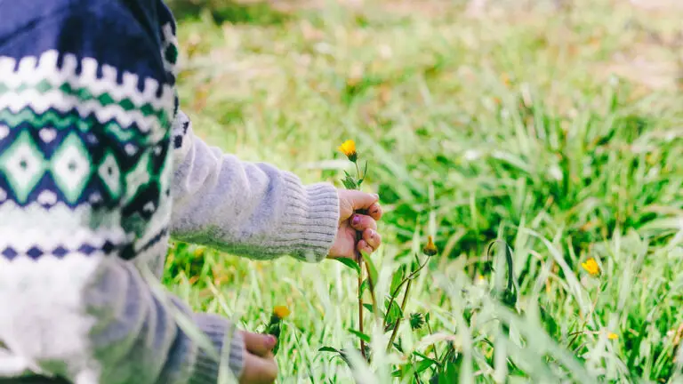 Foraging de primăvară: ghidul complet pentru cules plante sălbatice