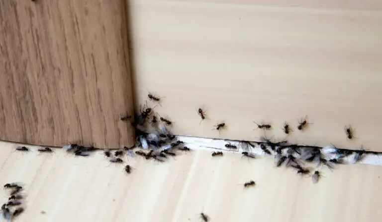 Furnici în casă? Trucuri naturale ca să scapi de ele
