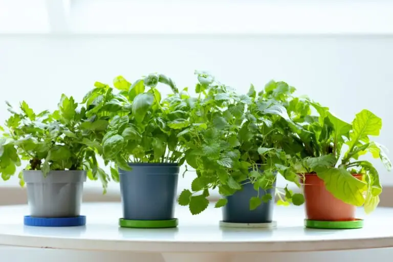 6 plante medicinale pe care le poți crește acasă