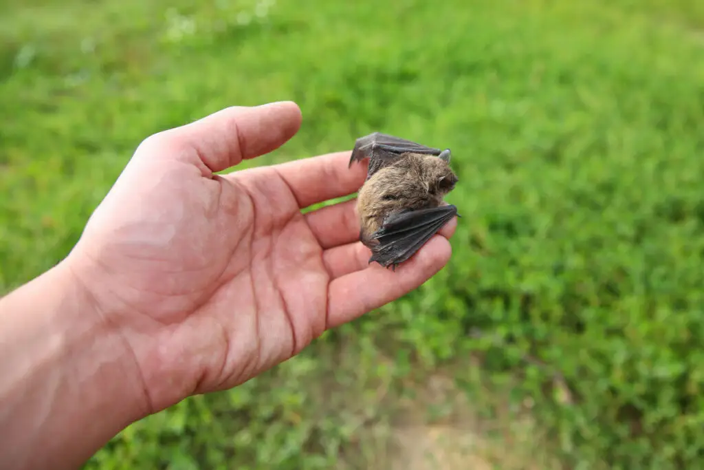 Ai găsit un liliac în curte sau casă? Iată ce trebuie să faci - Corp sănătos