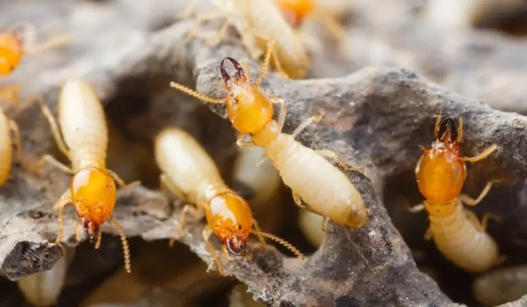 Cum scapi de termite și îți salvezi mobilierul de lemn