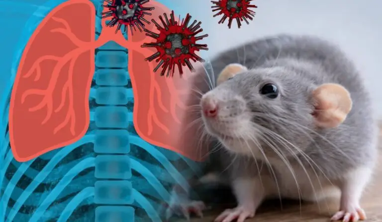 Hantavirus: de ce respirația devine grea în câteva ore