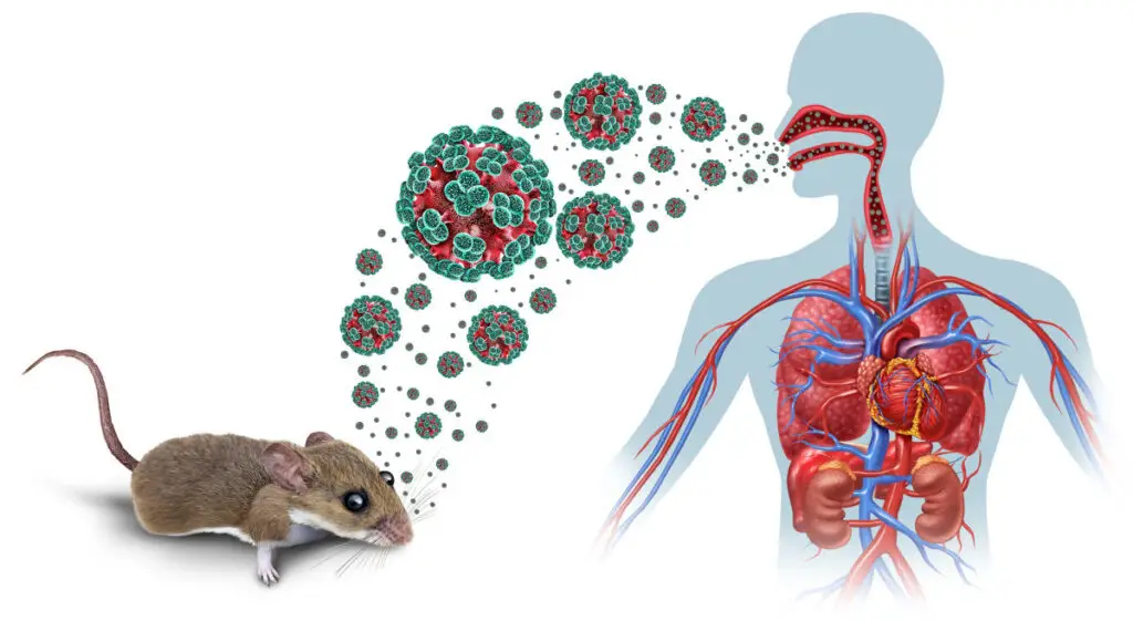 Hantavirus: simptome, risc și cum te protejezi - Corp sănătos