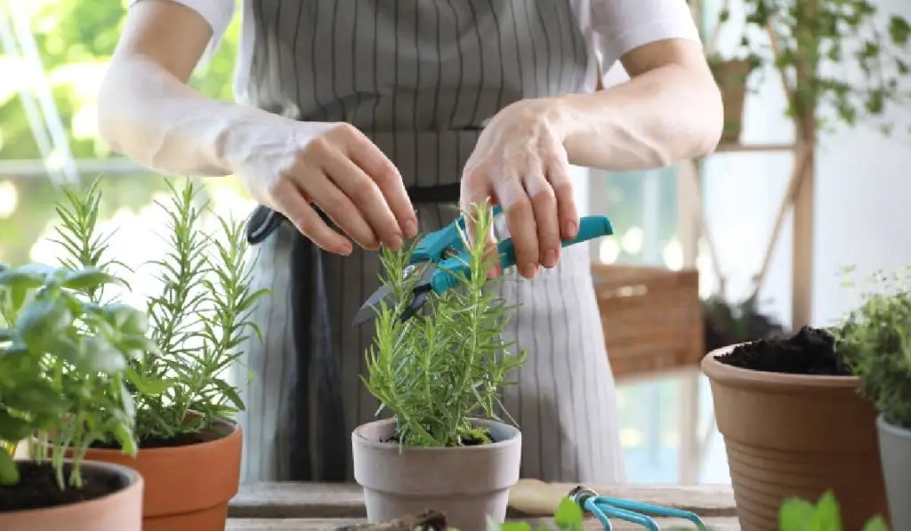 Plantele aromatice pe care să le cultivi în mai - Corp sănătos