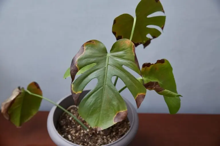 Plantele tale sunt bolnave? Semnele pe care nu trebuie să le ignori