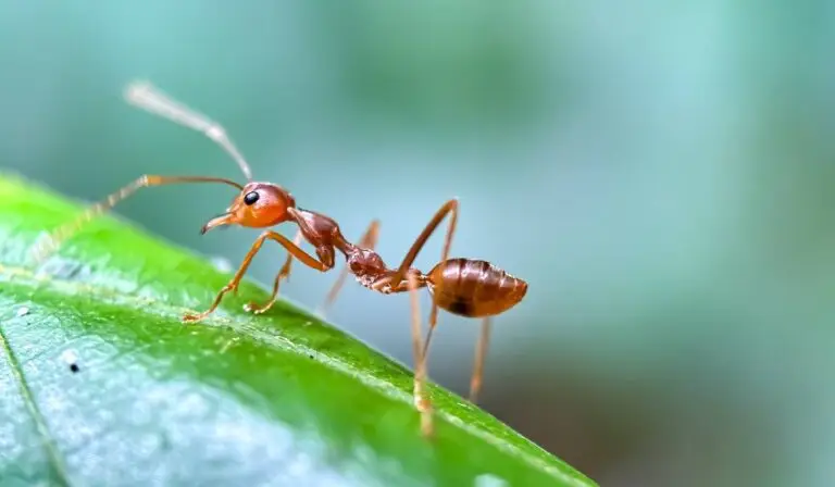 Trucuri naturale împotriva dăunătorilor din grădină
