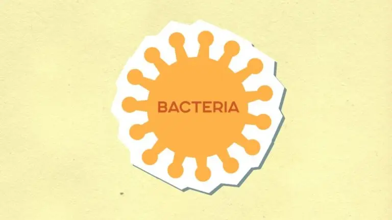 Bacteria Vibrio, pericolul ascuns al apelor de coastă: ce trebuie să știi înainte de vacanța la mare