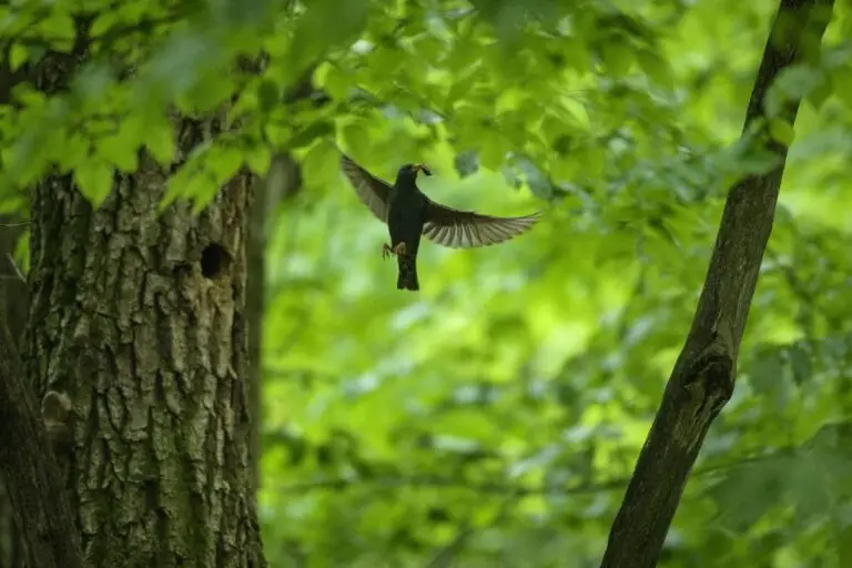 EROUL ZILEI – 7 iunie 2026: Parcul Natural Vânători Neamț, un loc unde pădurea, animalele și oamenii trăiesc împreună în armonie
