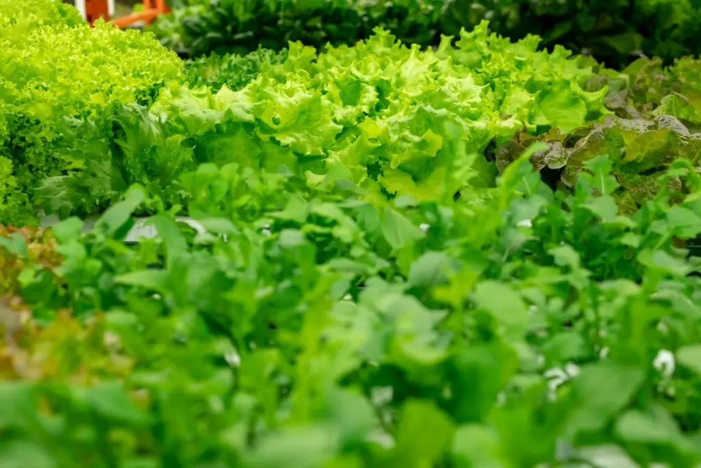 Condimentele din salată care îți pot afecta ficatul - Corp sănătos