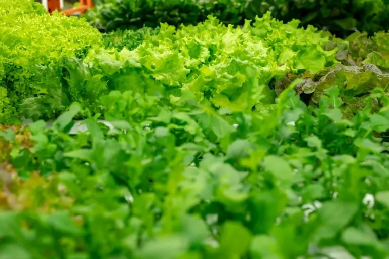Condimentele din salată care îți pot afecta ficatul