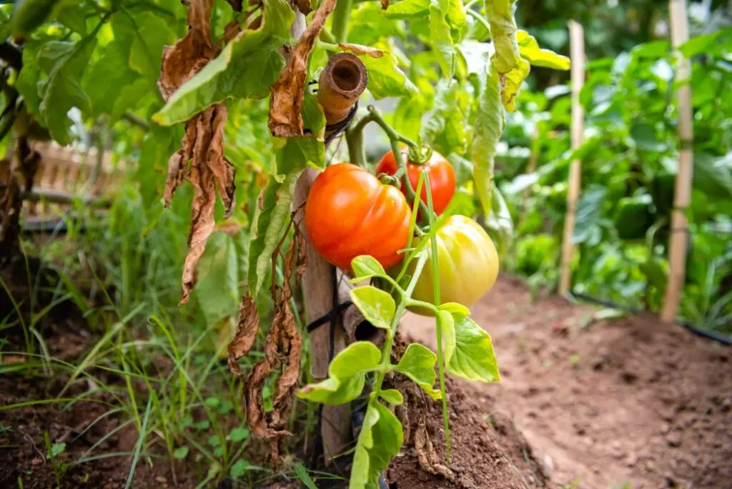 Cum să-ți protejezi roșiile de molia minieră a tomatelor - Corp sănătos