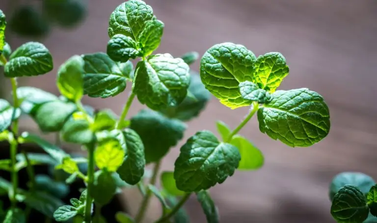 Cum să usuci menta corect ca să-și păstreze aroma