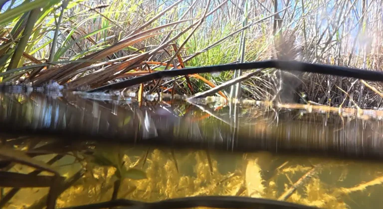 Hidrotopias: artă și natură în Delta Dunării la București
