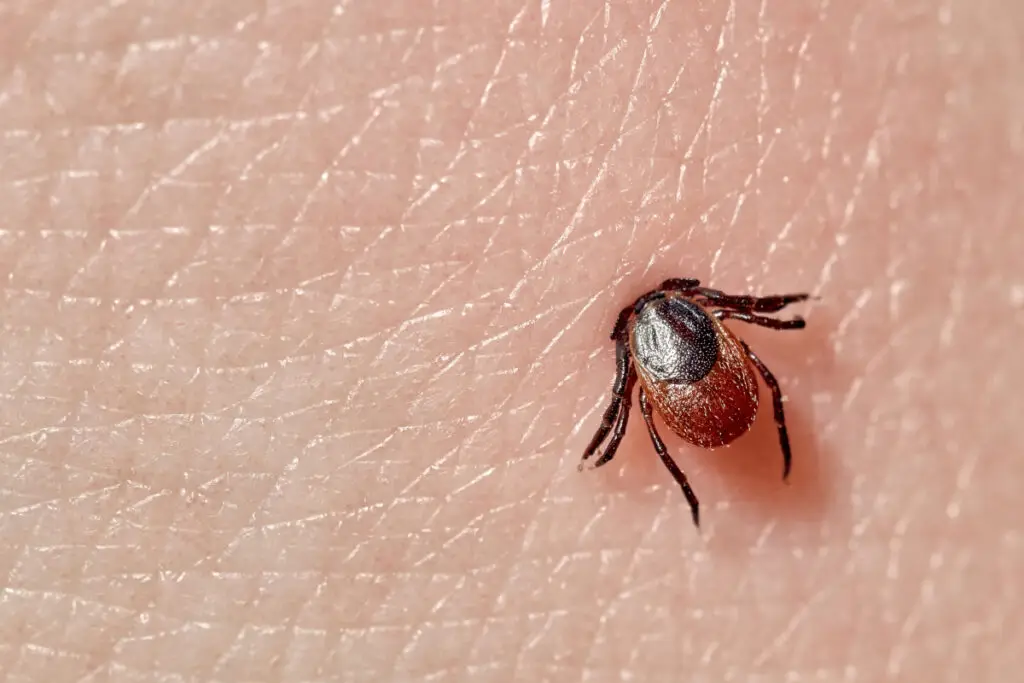 Mușcătura de căpușă care te poate face alergică la carne - Corp sănătos