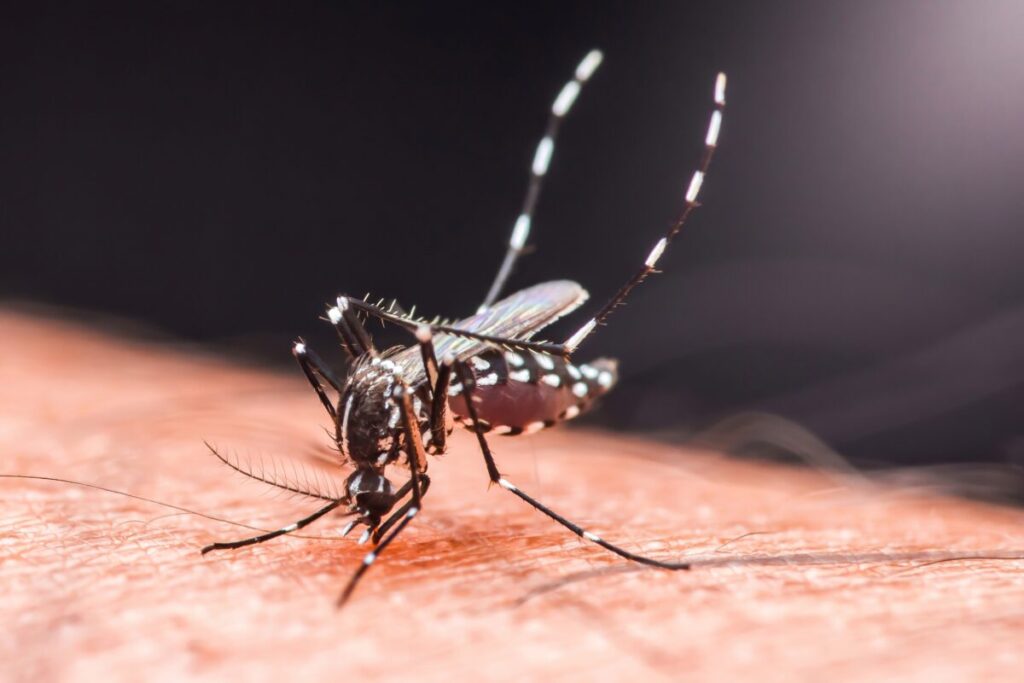 Sezonul dengue a început: 6 lucruri esențiale de știut - Corp sănătos