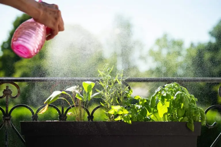 3 plante aromatice care alungă insectele și parfumează casa