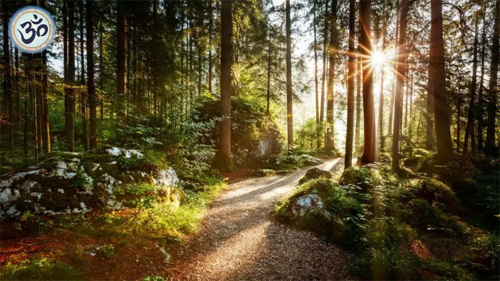 Muzică de pădure: 3 ore de liniște pentru sufletul tău