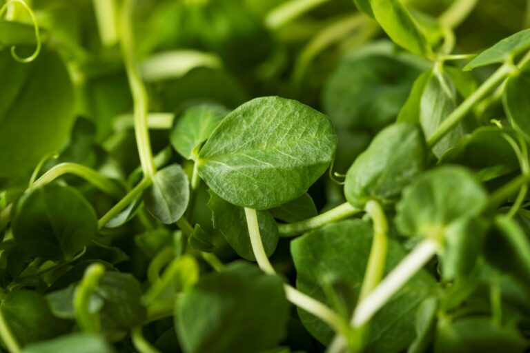 Năsturelul de apă: superalimentul verde pe care îl ignori