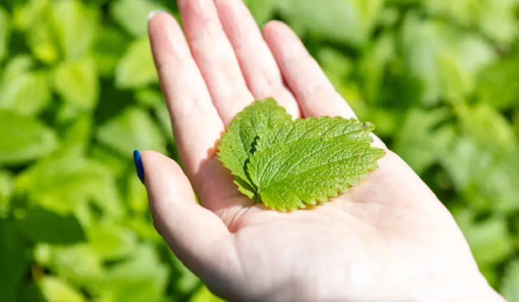Ce plante tunzi la final de vară și ce lași pe toamnă - Corp sănătos