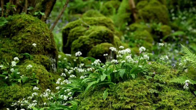 Cântecul Pădurii: Meditație cu Sunete de Păsări Sălbatice