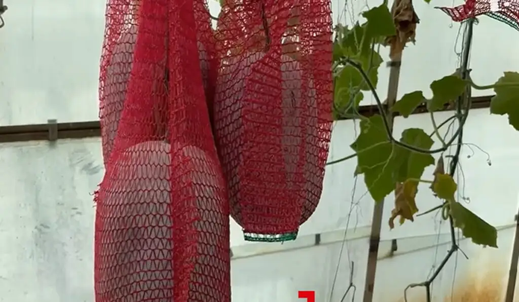 Pepenele de iarnă, fructul-minune cultivat la Buzău - Corp sănătos