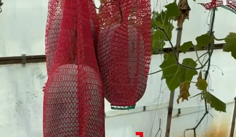 Pepenele de iarnă, fructul-minune cultivat la Buzău