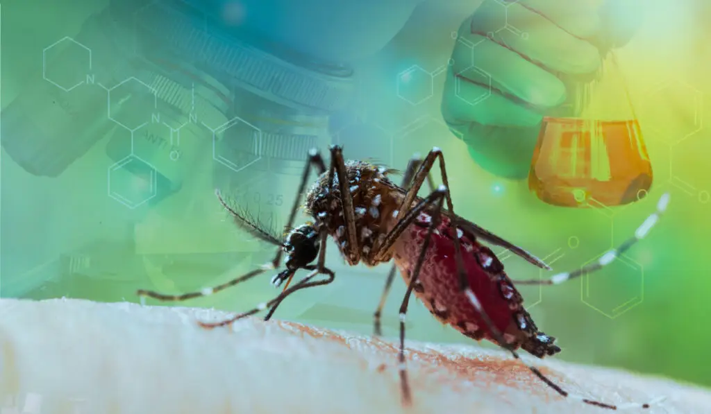 Scapă de țânțari fără insecticide: 5 soluții naturale - Corp sănătos