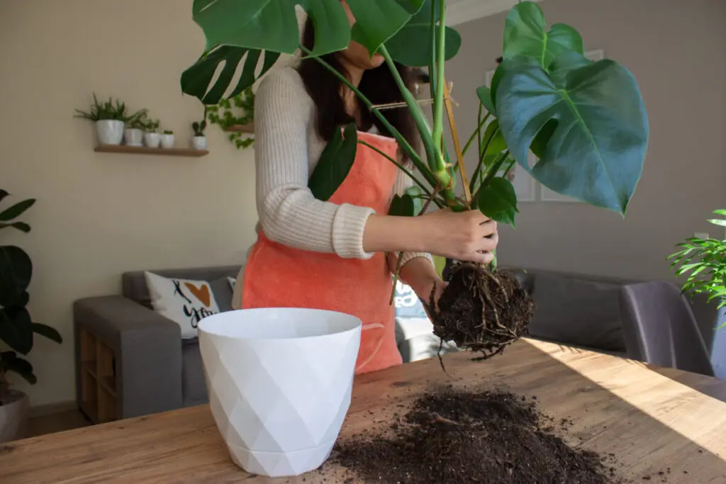 Semnele că planta ta are nevoie de un ghiveci mai mare - Corp sănătos