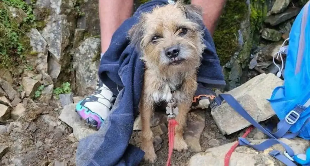 Teddy, câinele pierdut pe munte timp de trei săptămâni, a fost salvat datorită unui efort colectiv extraordinar