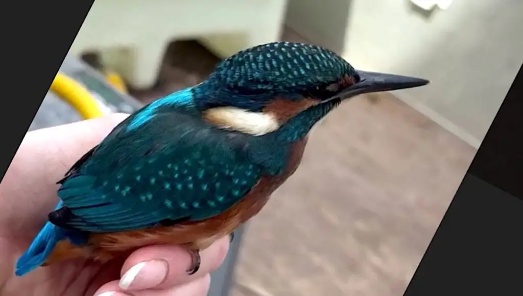She ‘Asked for a Sign’ and Suddenly a Kingfisher Darts Up and Sits in Her Hand for 10 Minutes