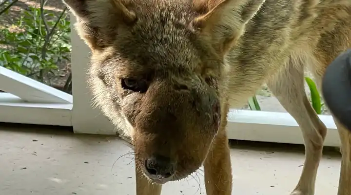 EROUL ZILEI – 7 septembrie 2026: A Coyote With a Swollen Face Needed Help. An Entire Community Refused to Give Up on Her