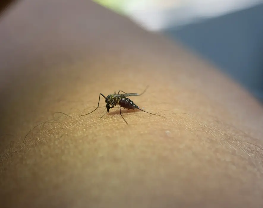 Virusul West Nile: 58 de cazuri în România, Bucureștiul pe primul loc - Corp sănătos