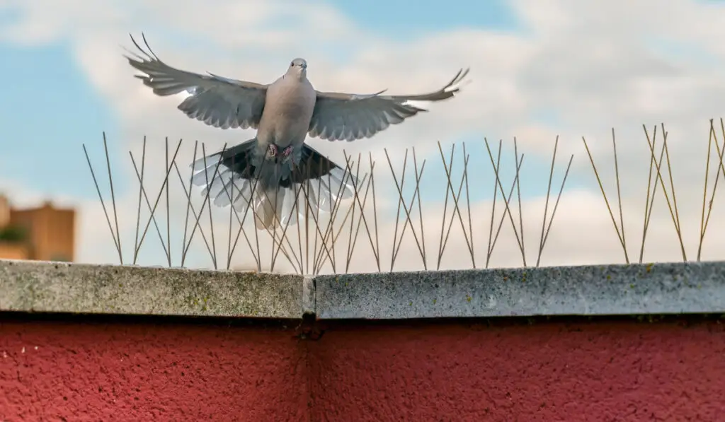 O pasăre la geam sau pe balcon: ce spune feng shui - Corp sănătos